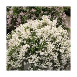 Deutzie X Hybrida Yuki Snowflake® 'ncdx1'/pot De 3l - 20/40 Cm -Karch Jardin Magasin 64009879e482b6.14119373