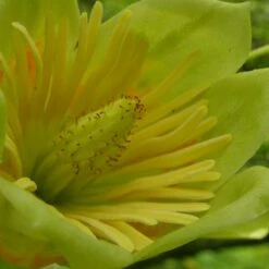 Tulipier De Virginie Tulipifera/pot De 25l - 175/200 Cm -Karch Jardin Magasin 6400987cb42711.62826386