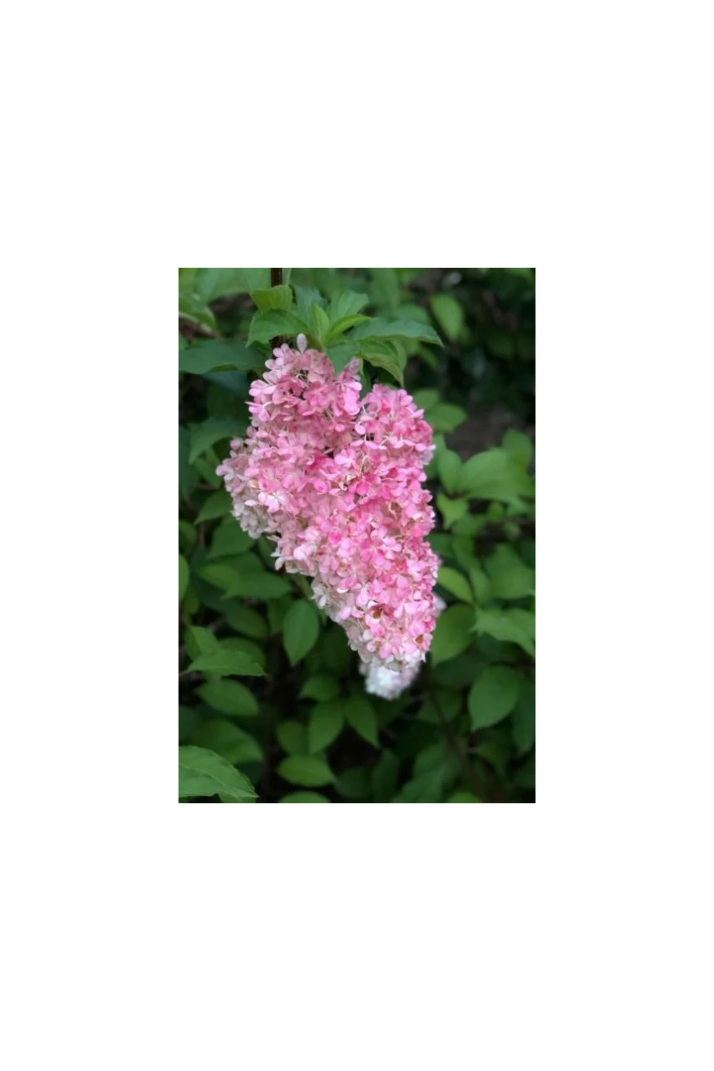 Hortensia 'vanille Fraise ?' - Pot De 3 Litres 1 Hortensia 'vanille Fraise ?' - Pot De 3 Litres