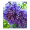 Jacaranda Mimosifolia (flamboyant Bleu) Bleu - Taille Pot De 3 Litres - 80/100 Cm