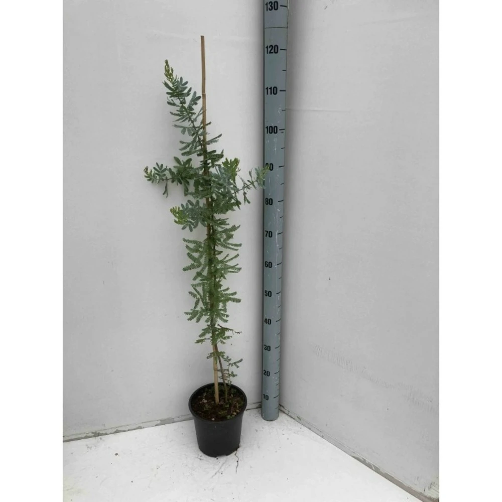 Acacia Baileyana 'purpurea' (acacia Pourpre De Bailey) Jaune - Taille Pot De 3 Litres - 80/100 Cm 1 Acacia Baileyana 'purpurea' (acacia Pourpre De Bailey) Jaune - Taille Pot De 3 Litres - 80/100 Cm