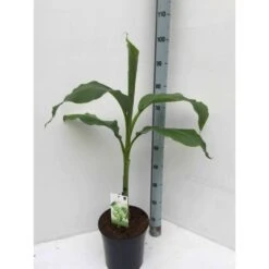 Musa Basjoo X Hybridum (bananier Rustique) Jaune - Taille Pot De 50 Litres - 120/140 Cm Multi Troncs -Karch Jardin Magasin 64038b6dc830e9.03257074