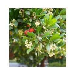 Arbutus Unedo Var. Rubra (arbousier) Blanc - Taille Pot De 2 Litres ? 30/40 Cm -Karch Jardin Magasin 64038b70be2740.89600374