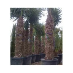 Trachycarpus Fortunei (palmier Chanvre, Palmier Moulin à Vent) 30l - Stipe 30/40 - Total 100/125cm -Karch Jardin Magasin 64038b75f3b995.64653609