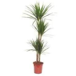 Dracaena Marginata 'green' (dragonnier) Taille Pot De 6l - 4 Pieds - 110/130cm 5 Dracaena Marginata 'green' (dragonnier) Taille Pot De 6l - 4 Pieds - 110/130cm -Karch Jardin Magasin 64038b87899127.76714851