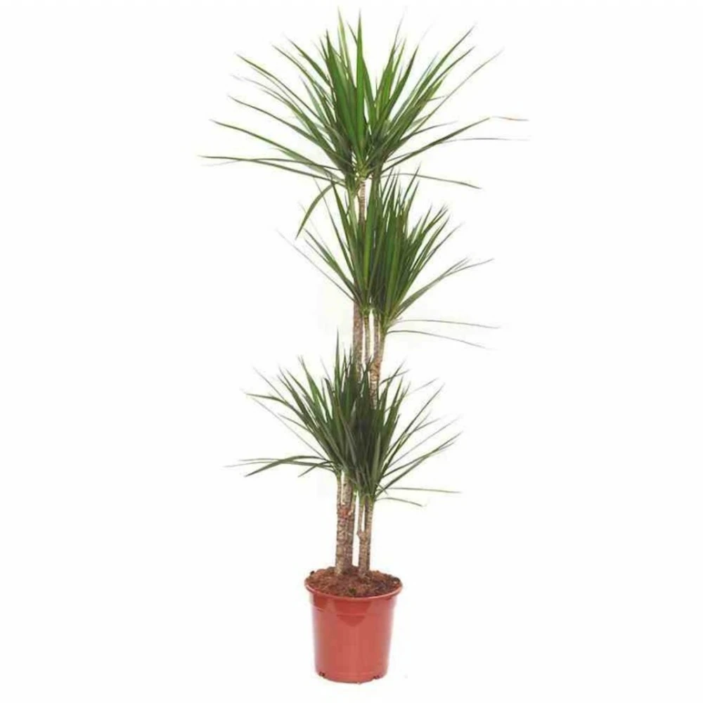 Dracaena Marginata 'green' (dragonnier) Taille Pot De 6l - 4 Pieds - 110/130cm 3 Dracaena Marginata 'green' (dragonnier) Taille Pot De 6l - 4 Pieds - 110/130cm – Image 3