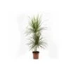Dracaena Marginata 'green' (dragonnier) Taille Pot De 6l - 4 Pieds - 110/130cm