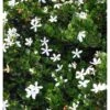 Carissa Grandiflora Blanc - Taille Pot De 4 Litres - 50/70 Cm