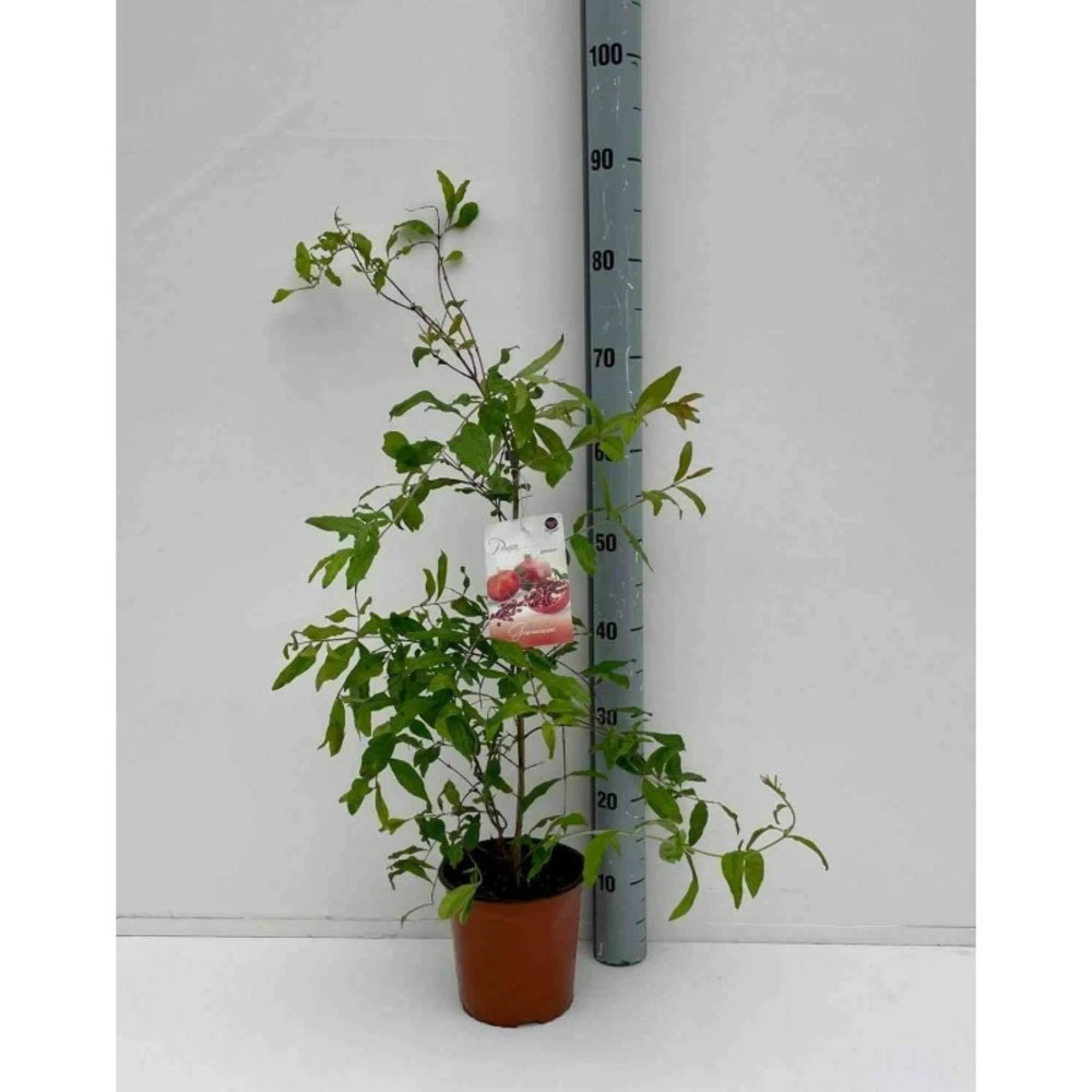 Punica Granatum (grenadier à Fruits) Rouge - Taille Pot 230l - 175/200cm - Peri 50/60 1 Punica Granatum (grenadier à Fruits) Rouge - Taille Pot 230l - 175/200cm - Peri 50/60