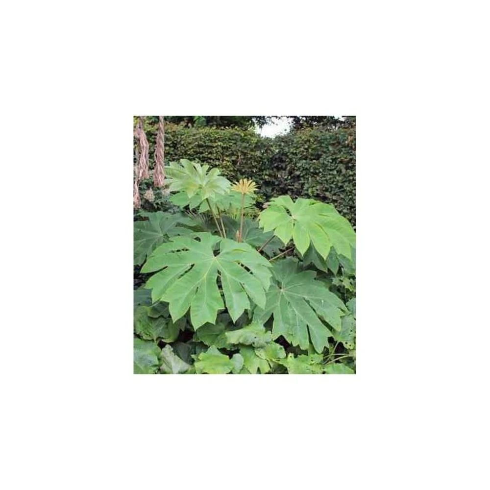 Tetrapanax Papyrifer ( Arbre à Papier De Riz) Blanc - Taille Pot De 5 Litres ? 60/80 Cm 2 Tetrapanax Papyrifer ( Arbre à Papier De Riz) Blanc - Taille Pot De 5 Litres ? 60/80 Cm – Image 2