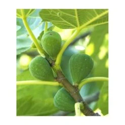 Ficus Carica (figuier) Blanc - Taille Pot De 5 Litres ? 80/100 Cm -Karch Jardin Magasin 64038b954fb694.54877303