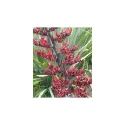 Phormium Tenax (lin De Nouvelle-zélande) Taille Pot De 6 Litres - 80/100 Cm - Jaune Et Rouge -Karch Jardin Magasin 64038b99050997.37885403