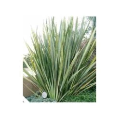 Phormium Tenax (lin De Nouvelle-zélande) Taille Pot De 6 Litres - 80/100 Cm - Jaune Et Rouge -Karch Jardin Magasin 64038b99176297.65900660