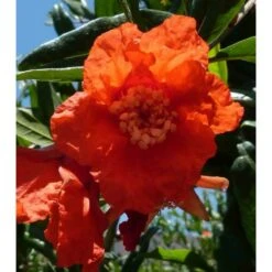 Punica Granatum (grenadier à Fruits) Taille Pot De 2 Litres ? 40/60 Cm - Rouge -Karch Jardin Magasin 64038b9e603295.34672499