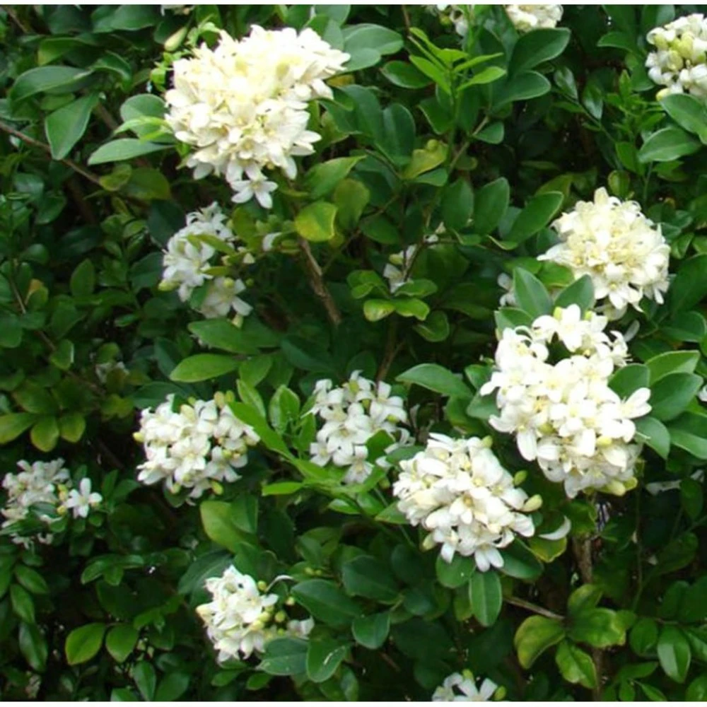 Murraya Paniculata (buis De Chine, Bois Jasmin, Oranger Jasmin) Blanc - Taille Pot De 25l- 125/150cm 1 Murraya Paniculata (buis De Chine, Bois Jasmin, Oranger Jasmin) Blanc - Taille Pot De 25l- 125/150cm