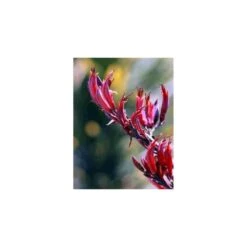 Phormium Tenax Var. Purpurea (lin De Nouvelle-zélande) Taille Pot De 2 Litres ? 30/40 Cm - Jaune Et Rouge -Karch Jardin Magasin 64038ba73a0965.17614616