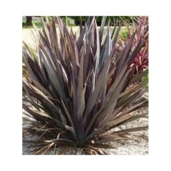 Phormium Tenax Var. Purpurea (lin De Nouvelle-zélande) Taille Pot De 2 Litres ? 30/40 Cm - Jaune Et Rouge -Karch Jardin Magasin 64038ba73e8b16.29335605
