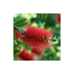 Callistemon Laevis Rouge - Taille Pot De 2 Litres - 60/80 Cm -Karch Jardin Magasin 64038bac7da2a5.13759844