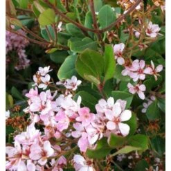 Rhaphiolepis Indica Taille Pot De 2 Litres ? 20/30 Cm - Rose 5 Rhaphiolepis Indica Taille Pot De 2 Litres ? 20/30 Cm - Rose -Karch Jardin Magasin 64038baf4762c1.44792849