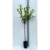 Diospyros Kaki Var.fuyu (plaqueminier) Taille Pot De 7 Litres ? 100/120 Cm - Jaune