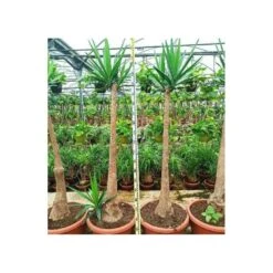 Yucca Elephantipes (yucca Pied D'éléphant) Blanc - Taille Pot De 65l - 180/200cm -Karch Jardin Magasin 64038bba6ce170.63708383