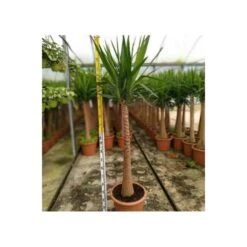 Yucca Elephantipes (yucca Pied D'éléphant) Blanc - Taille Pot De 65l - 180/200cm -Karch Jardin Magasin 64038bba7ae4d2.63862685