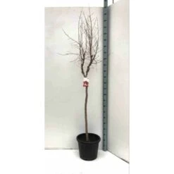 Punica Granatum Adulte (grenadier à Fruits) Rouge - Taille Pot 230l - 175/200cm - Peri 40/50 -Karch Jardin Magasin 64038bbd533c27.72934768