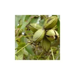 Carya Illinoinensis Adulte (noix De Pecan, Pacanier) Vert - Taille Pot De 25l - 160/180cm -Karch Jardin Magasin 64038bc1ed1d10.59943051
