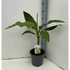 Musa Basjoo Sp. Sapporo Specimen (bananier Rustique) Jaune - Taille Pot De 50 Litres - 120/140 Cm Multi Troncs -Karch Jardin Magasin 64038bc946bc80.80641035