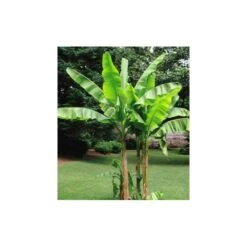 Musa Basjoo Sakhalin (bananier Rustique) Jaune - Taille Pot De 2 Litres ? 30/40 Cm 5 Musa Basjoo Sakhalin (bananier Rustique) Jaune - Taille Pot De 2 Litres ? 30/40 Cm -Karch Jardin Magasin 64038bcacbdcd8.57184634