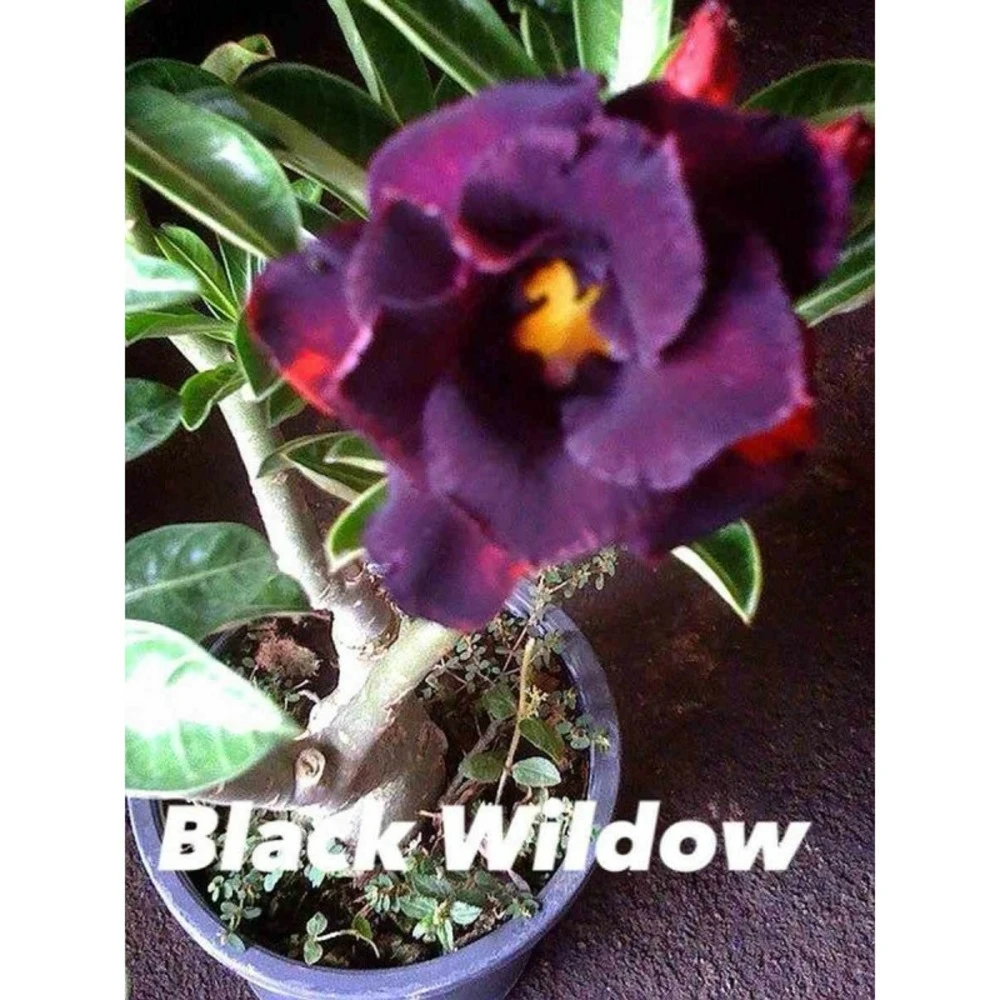 Adenium Obesum Cv.black Wildow Noir - Taille Caudex D'environ 2000g 25/30cm Très Gros Caudex 1 Adenium Obesum Cv.black Wildow Noir - Taille Caudex D'environ 2000g 25/30cm Très Gros Caudex