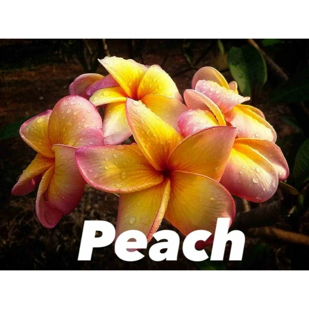 Plumeria Rubra "peach" (frangipanier) Taille Pot De 2 Litres ? 20/30 Cm - Blanc/jaune/rose 1 Plumeria Rubra "peach" (frangipanier) Taille Pot De 2 Litres ? 20/30 Cm - Blanc/jaune/rose