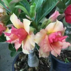 Adenium Obesum Cv.sherbet Jaune Et Rouge - Taille Caudex D'environ 2000g 25/30cm Très Gros Caudex