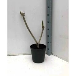 Plumeria Rubra Rose (frangipanier) Taille Pot De 3 Litres ? 40/60 Cm - Rose -Karch Jardin Magasin 640391d895a591.41393124