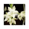 Hoya Imperialis White (fleur De Porcelaine, Fleur De Cire) Blanc - Taille Pot De 2 Litres - 20/40 Cm