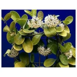 Hoya Australis (fleur De Porcelaine, Fleur De Cire) Taille Pot De 2 Litres - 20/40 Cm - Blanc Et Rose 5 Hoya Australis (fleur De Porcelaine, Fleur De Cire) Taille Pot De 2 Litres - 20/40 Cm - Blanc Et Rose -Karch Jardin Magasin 640391e20bd725.31336621