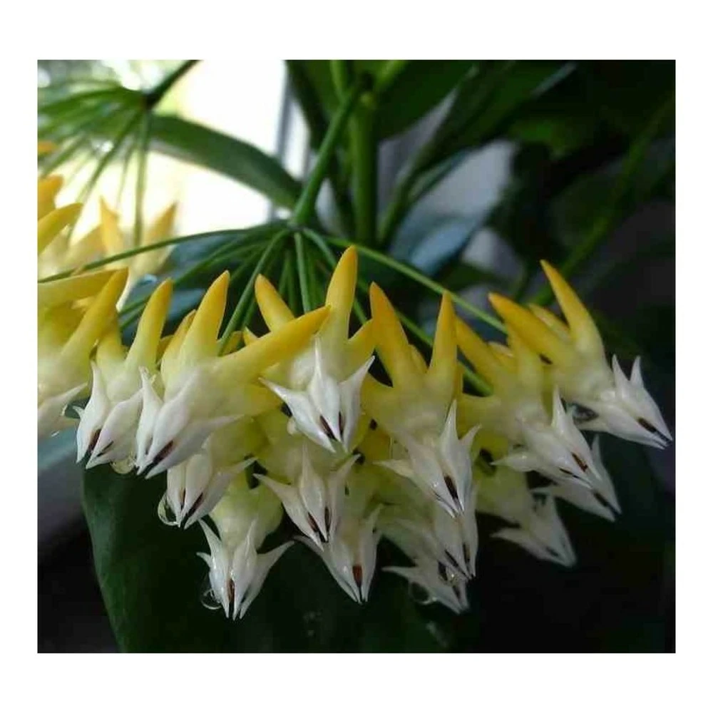Hoya Multiflora (fleur De Porcelaine, Fleur De Cire) Taille Pot De 2 Litres - 20/40 Cm - Blanc/jaune/rose 1 Hoya Multiflora (fleur De Porcelaine, Fleur De Cire) Taille Pot De 2 Litres - 20/40 Cm - Blanc/jaune/rose