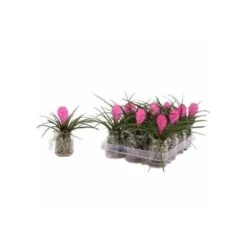 Tillandsia Cyanea (tillandsia Raquette) Taille Pot De 0.7 Litre