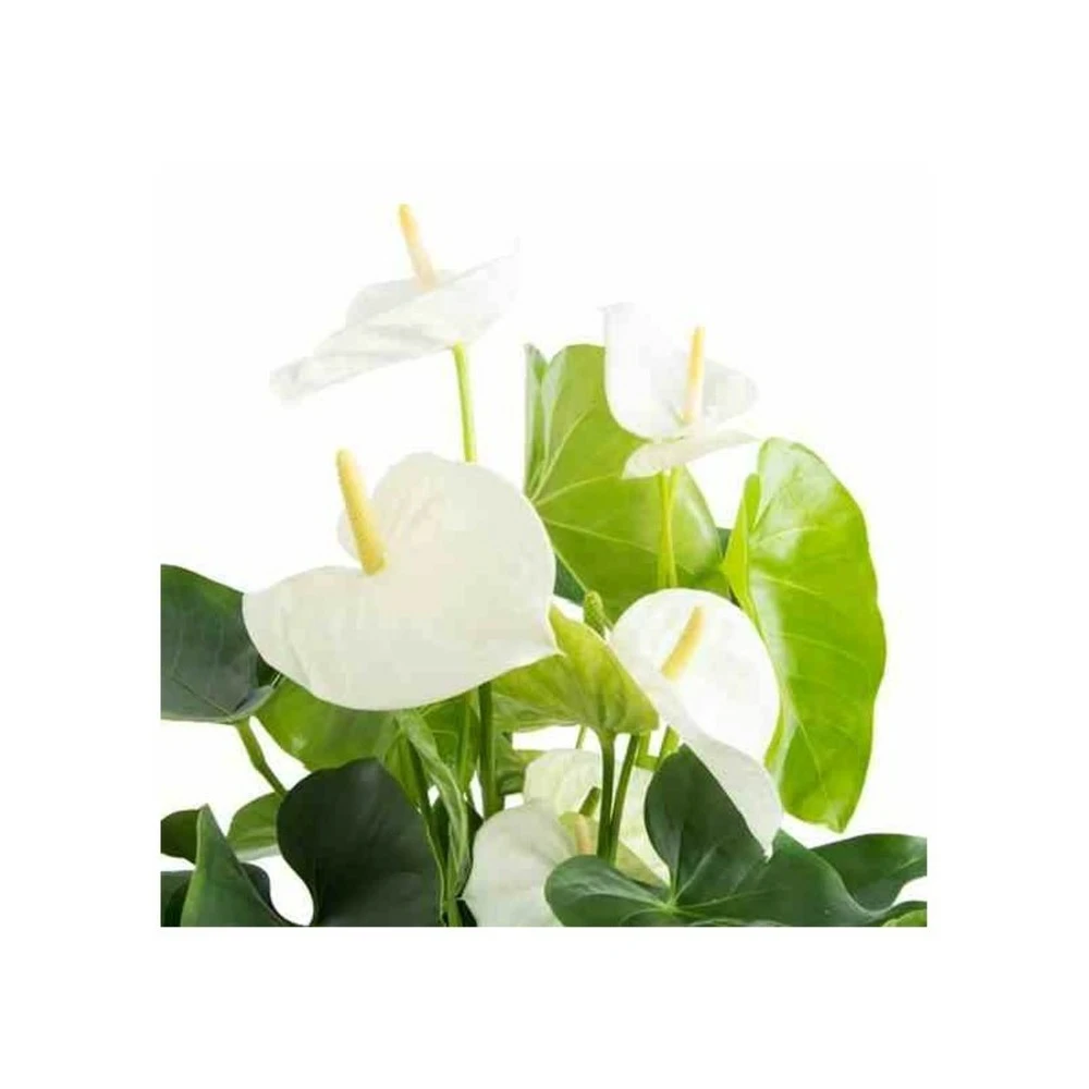 Anthurium Andreanum Blanc Samora (anthure Flamant Rose, Langue De Feu) Taille Pot De 2 Litres - 50/70 Cm 1 Anthurium Andreanum Blanc Samora (anthure Flamant Rose, Langue De Feu) Taille Pot De 2 Litres - 50/70 Cm
