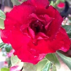 Adenium Obesum Cv. Vietnam Red Rouge - Taille Caudex D'environ 150g -Karch Jardin Magasin 640391fee9f673.79062326