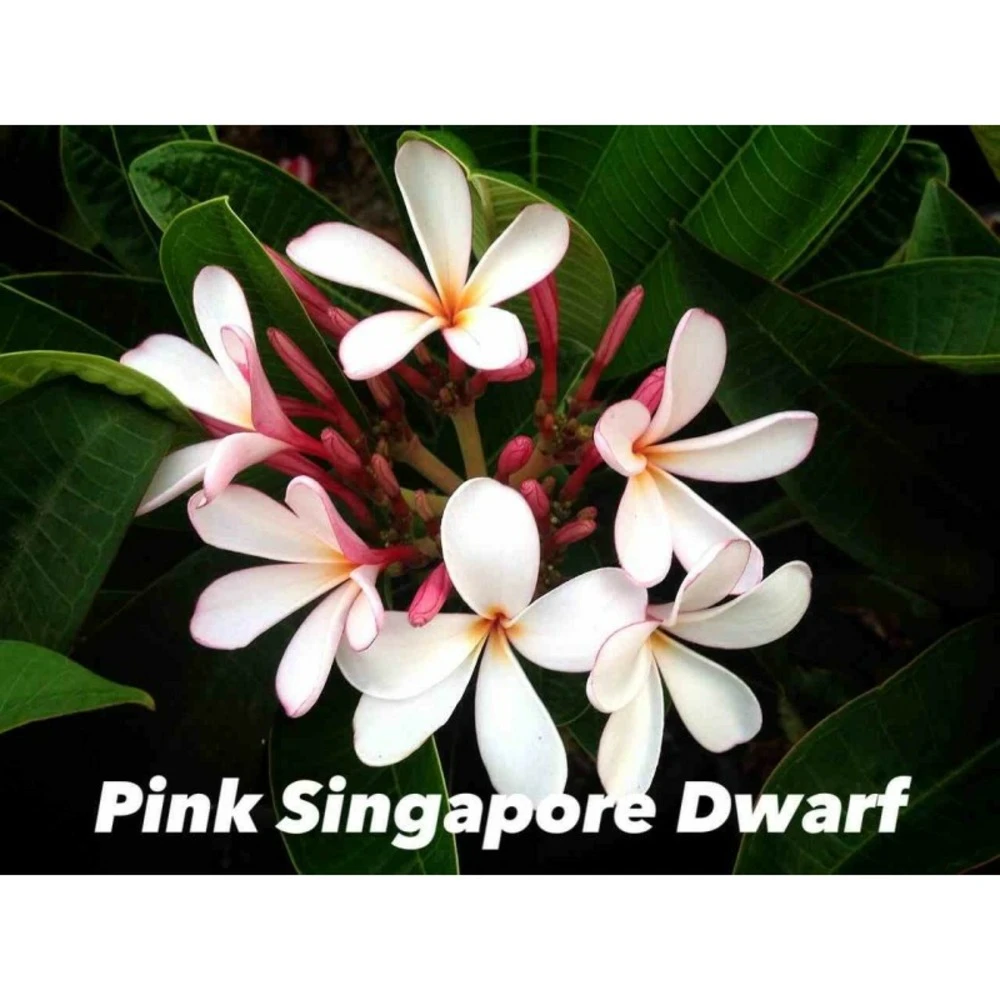 Plumeria Rubra "pink Singapore Dwarf" (frangipanier) Blanc - Taille Pot De 2 Litres ? 20/30 Cm 1 Plumeria Rubra "pink Singapore Dwarf" (frangipanier) Blanc - Taille Pot De 2 Litres ? 20/30 Cm