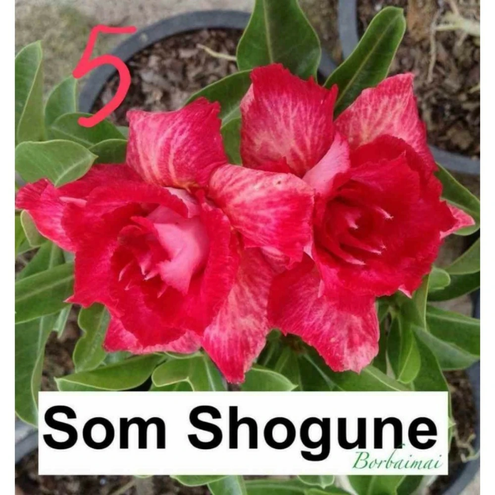 Adenium Obesum Cv.som Shogune Rouge - Taille Caudex D'environ 2000g 25/30cm Très Gros Caudex 1 Adenium Obesum Cv.som Shogune Rouge - Taille Caudex D'environ 2000g 25/30cm Très Gros Caudex