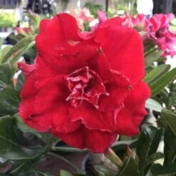 Adenium Obesum Cv.nakarad Red Rouge - Taille Caudex D'environ 300g 20/25cm