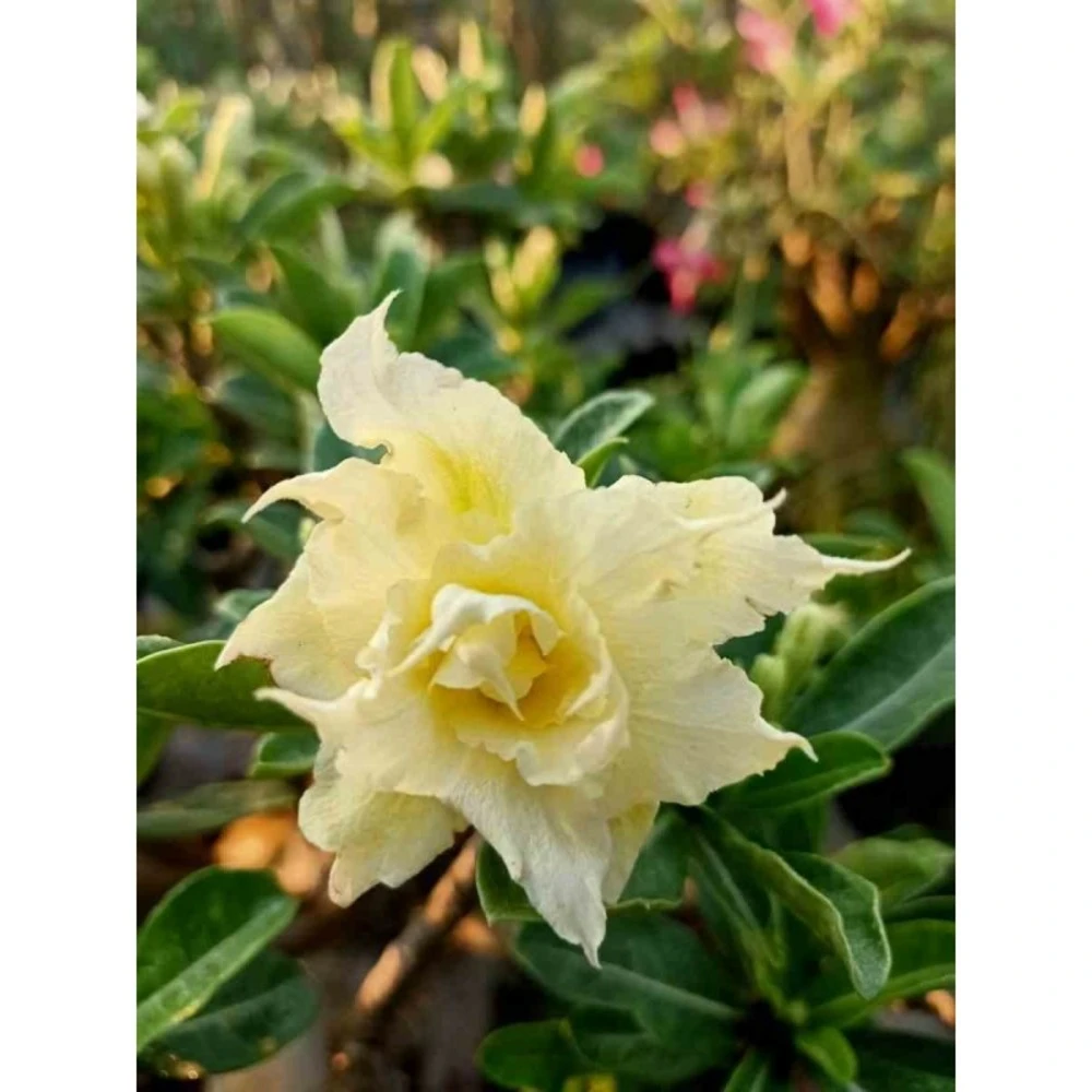 Adenium Obesum Cv.pie Apple Jaune - Taille Caudex D'environ 150g 1 Adenium Obesum Cv.pie Apple Jaune - Taille Caudex D'environ 150g