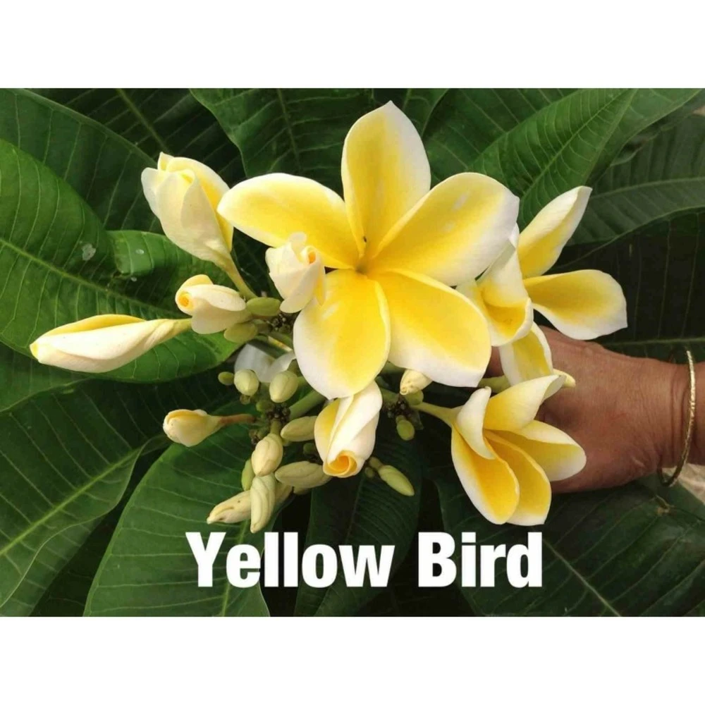 Plumeria Rubra "yellow Bird" (frangipanier) Jaune - Taille Pot De 2 Litres ? 20/30 Cm 1 Plumeria Rubra "yellow Bird" (frangipanier) Jaune - Taille Pot De 2 Litres ? 20/30 Cm