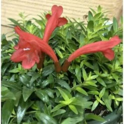Aeschynanthus Hybride "japhrolepis" Taille Pot De 2 Litres - 20/60 Cm - Rouge