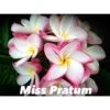 Plumeria Rubra "miss Pratum" (frangipanier) Taille Pot De 2 Litres ? 20/30 Cm - Tricolor
