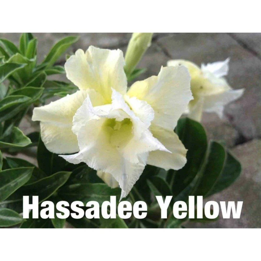 Adenium Obesum Cv.hussadee Yelow Blanc - Taille Caudex D'environ 300g 20/25cm 1 Adenium Obesum Cv.hussadee Yelow Blanc - Taille Caudex D'environ 300g 20/25cm