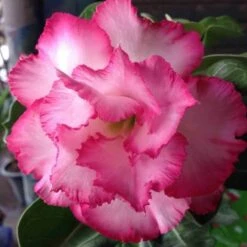 Adenium Obesum Cv.leera Pink Rose - Taille Caudex D'environ 2000g 25/30cm Très Gros Caudex -Karch Jardin Magasin 640392709072b9.77914325