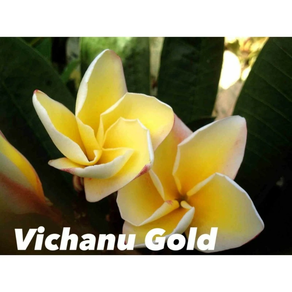 Plumeria Rubra "vichanu Gold" (frangipanier) Jaune - Taille Pot De 2 Litres ? 20/30 Cm 1 Plumeria Rubra "vichanu Gold" (frangipanier) Jaune - Taille Pot De 2 Litres ? 20/30 Cm